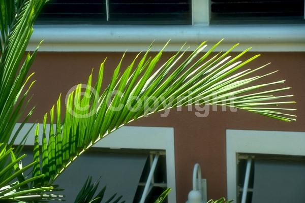 Yellow blooms; White blooms; Evergreen