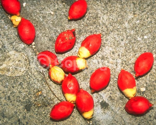 Yellow blooms; White blooms; Evergreen