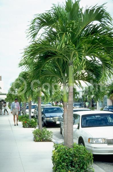 Yellow blooms; White blooms; Evergreen