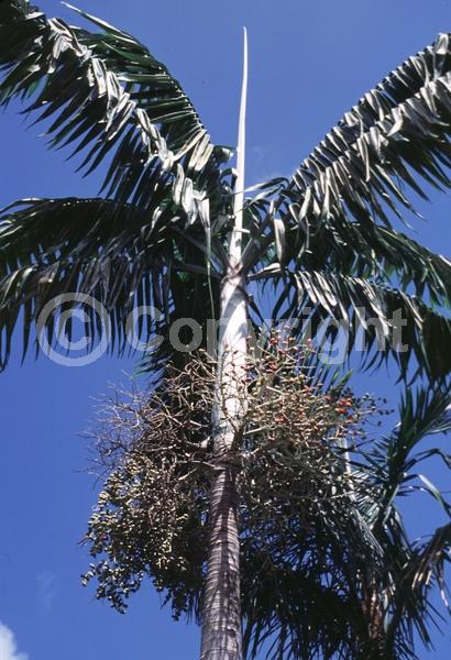 Yellow blooms; White blooms; Evergreen