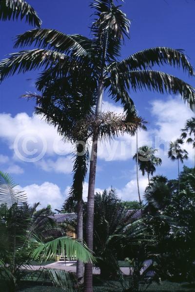 Yellow blooms; White blooms; Evergreen