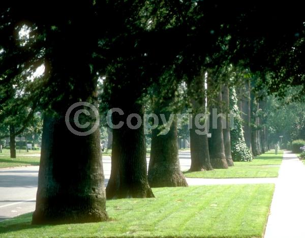 Yellow blooms; White blooms; Evergreen; Broadleaf; North American Native