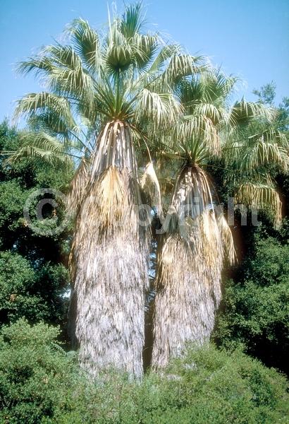 Yellow blooms; White blooms; Evergreen; Broadleaf; North American Native
