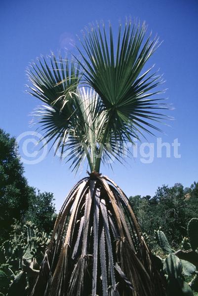 Yellow blooms; White blooms; Evergreen; Broadleaf; North American Native