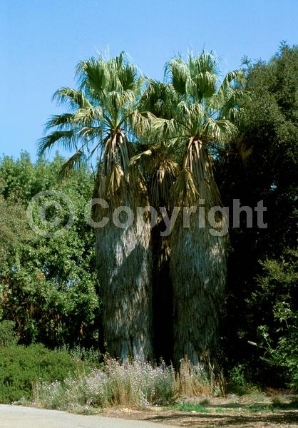 Yellow blooms; White blooms; Evergreen; Broadleaf; North American Native