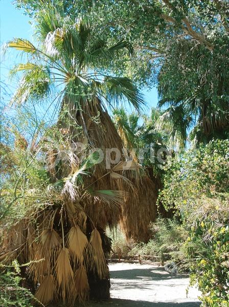 Yellow blooms; White blooms; Evergreen; Broadleaf; North American Native