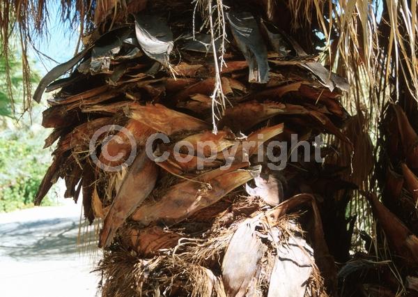 Yellow blooms; White blooms; Evergreen; Broadleaf; North American Native