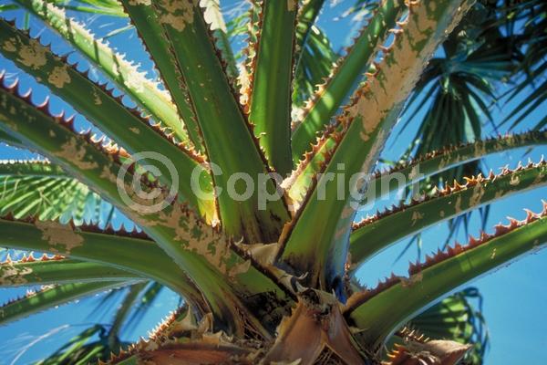 White blooms; Evergreen; Broadleaf; North American Native