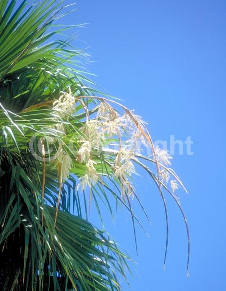 White blooms; Evergreen; Broadleaf; North American Native