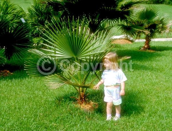 White blooms; Evergreen; Broadleaf; North American Native