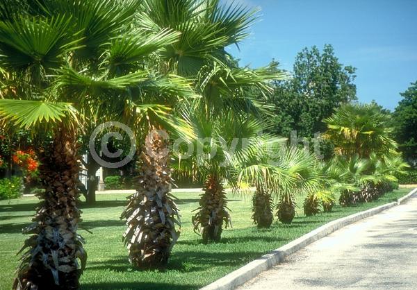 White blooms; Evergreen; Broadleaf; North American Native