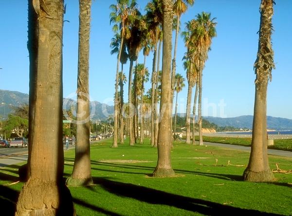 White blooms; Evergreen; Broadleaf; North American Native