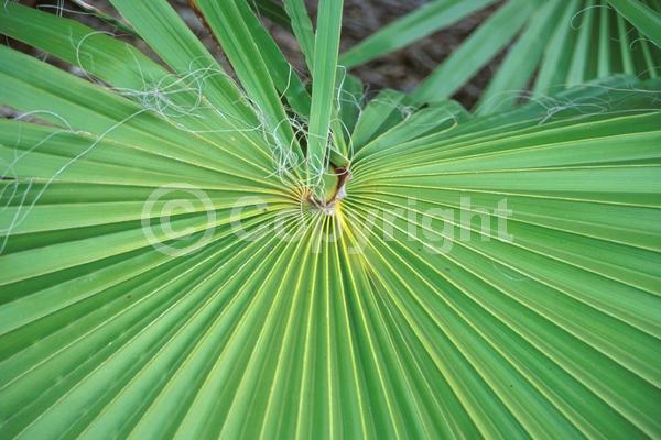 White blooms; Evergreen; Broadleaf; North American Native