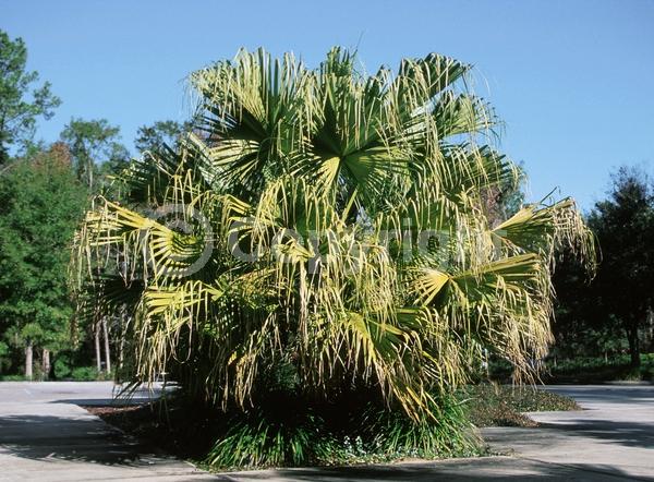 White blooms; Evergreen; Broadleaf; North American Native
