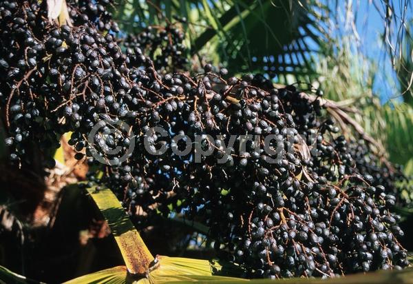 White blooms; Evergreen; Broadleaf; North American Native