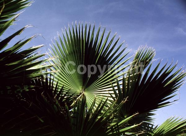 White blooms; Evergreen; Broadleaf; North American Native
