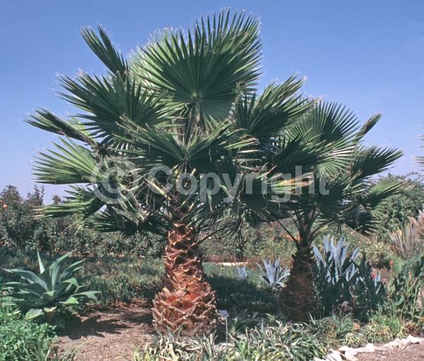 White blooms; Evergreen; Broadleaf; North American Native