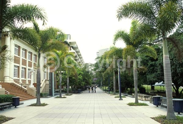 White blooms; Evergreen; Needles or needle-like leaf