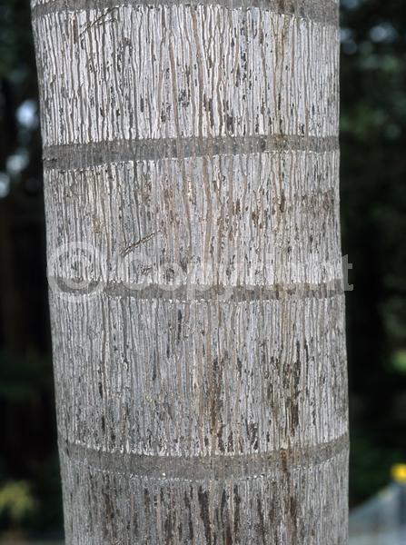 White blooms; Evergreen; Needles or needle-like leaf