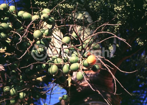 White blooms; Evergreen; Needles or needle-like leaf