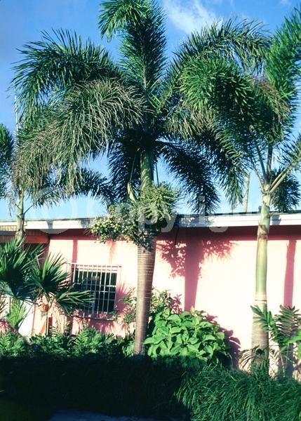 White blooms; Evergreen; Needles or needle-like leaf