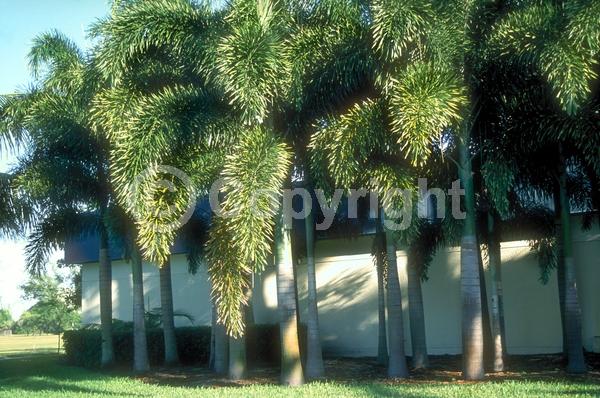 White blooms; Evergreen; Needles or needle-like leaf