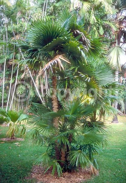 White blooms; Evergreen