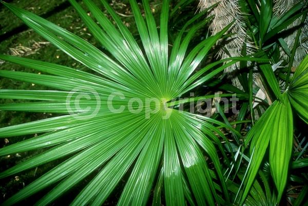 White blooms; Evergreen