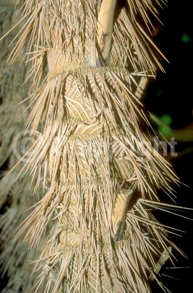 White blooms; Evergreen