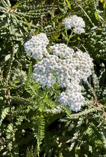 White blooms; Pink blooms; North American Native