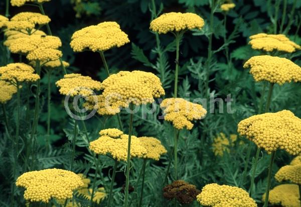 Yellow blooms; Deciduous; Broadleaf