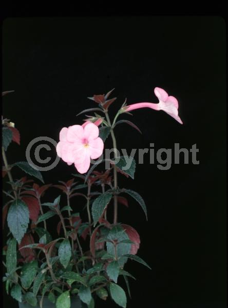 Pink blooms; Lavender blooms; Deciduous; North American Native