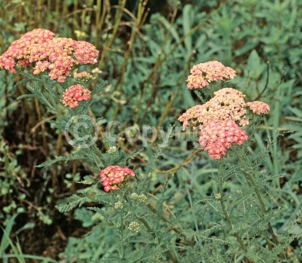 Pink blooms; Deciduous; Broadleaf