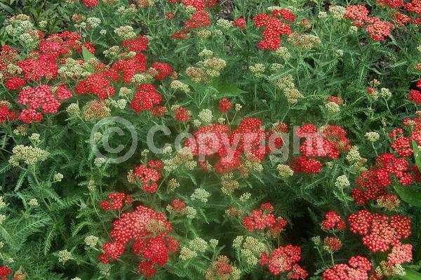 Red blooms; Deciduous; Broadleaf