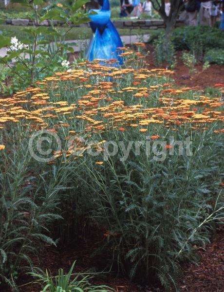 Red blooms; Deciduous; Broadleaf