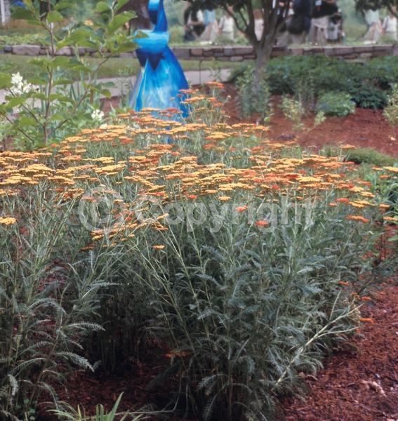 Red blooms; Deciduous; Broadleaf