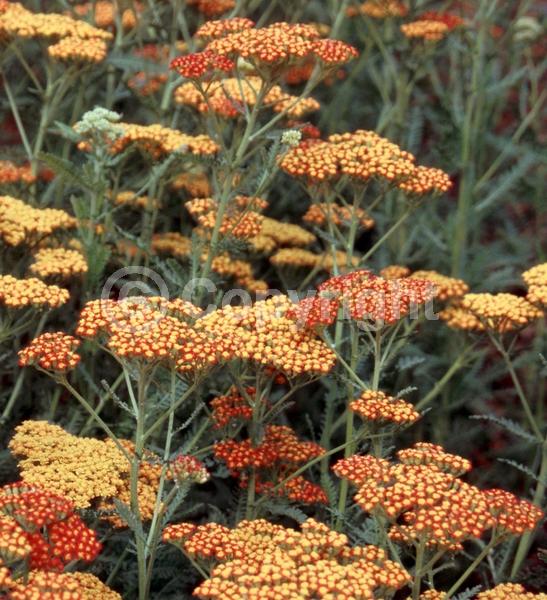 Red blooms; Deciduous; Broadleaf