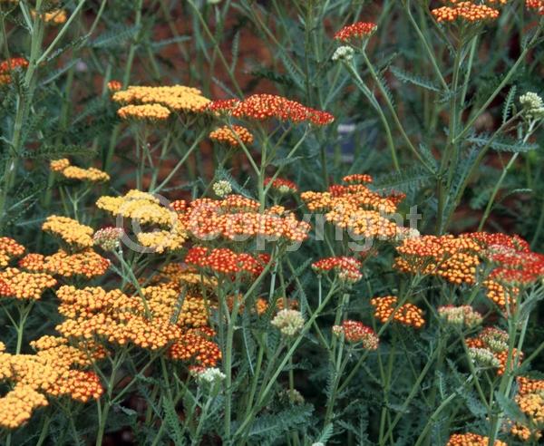 Red blooms; Deciduous; Broadleaf