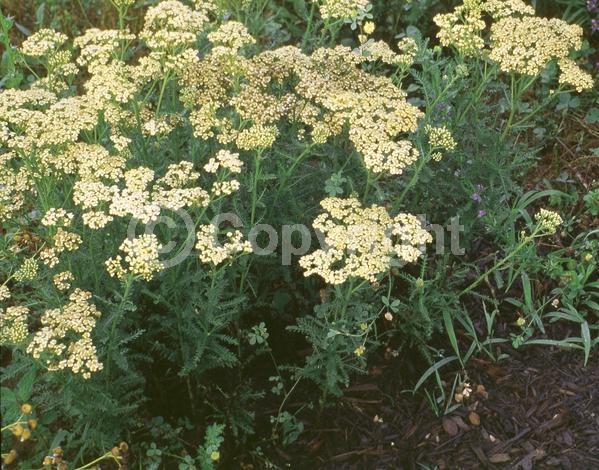 Yellow blooms; Deciduous; Broadleaf; 