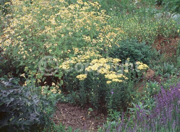 Yellow blooms; Deciduous; Broadleaf; 