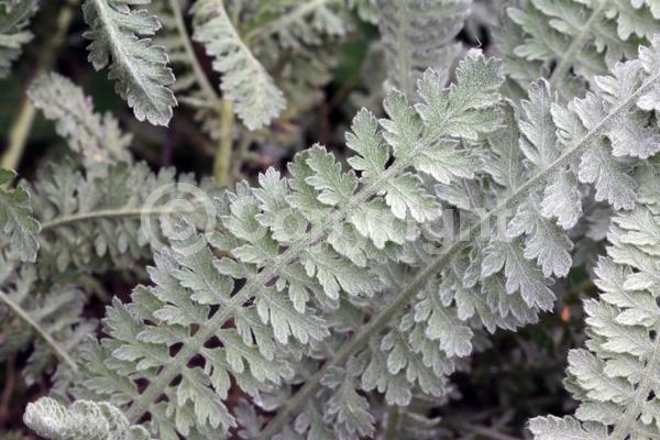 Yellow blooms; Deciduous; Broadleaf; 