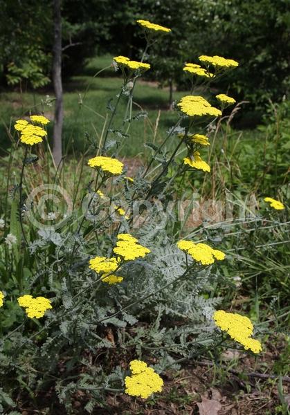 Yellow blooms; Deciduous; Broadleaf; 