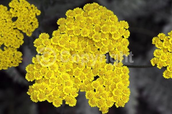 Yellow blooms; Deciduous; Broadleaf; 