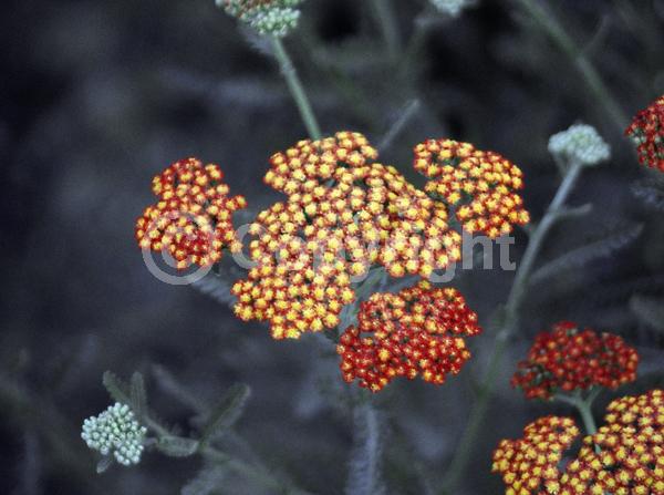 Red blooms; Orange blooms; Deciduous; Broadleaf
