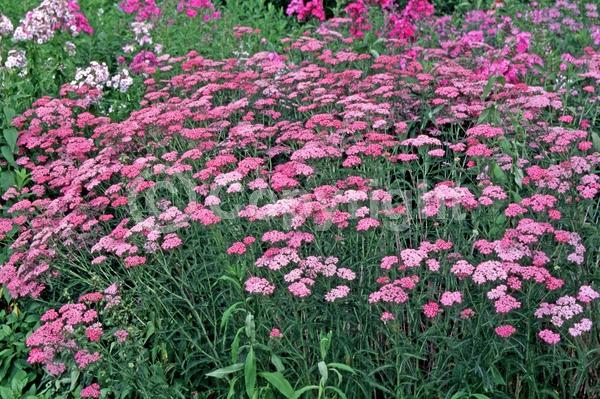 White blooms; Pink blooms