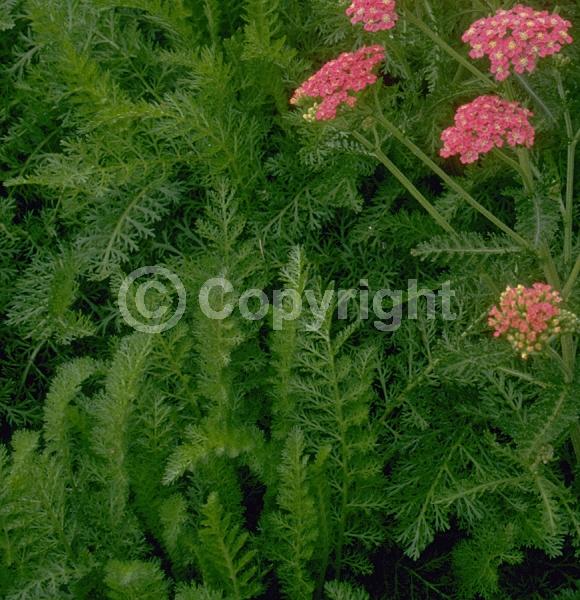 Red blooms; Yellow blooms; Purple blooms; White blooms; Pink blooms; Lavender blooms; Deciduous; Broadleaf; 