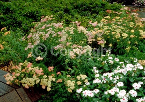 Red blooms; Yellow blooms; Purple blooms; White blooms; Pink blooms; Lavender blooms; Deciduous; Broadleaf; 