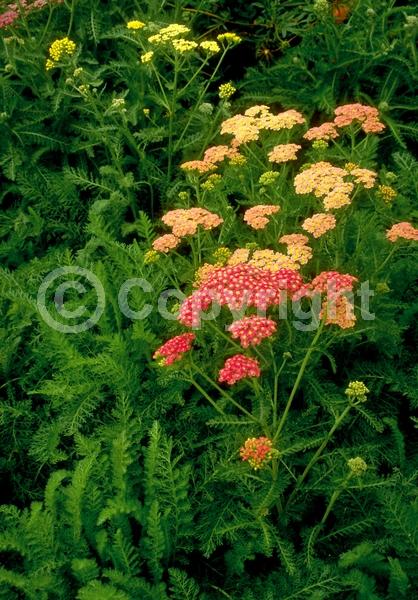 Red blooms; Yellow blooms; Purple blooms; White blooms; Pink blooms; Lavender blooms; Deciduous; Broadleaf; 