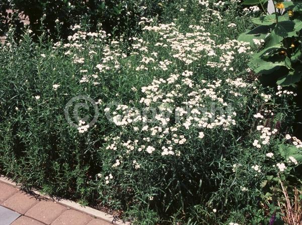 White blooms; Deciduous; Broadleaf