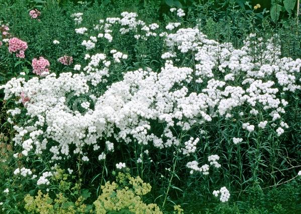 White blooms; Deciduous; Broadleaf